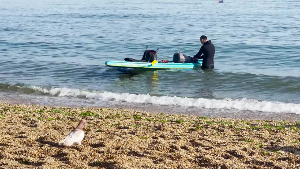 沙滩上的鸽子与海水中的皮划艇爱好者视频素材