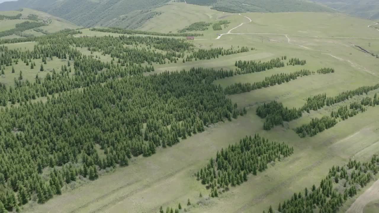 内蒙古呼和浩特大青山敕勒川高山草原人工防风林大片松树林松叶林野生桦树林高山草原高山草甸视频素材