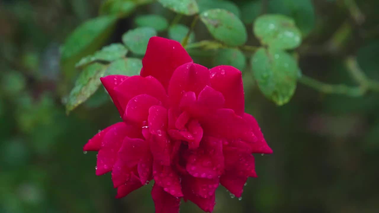 雨水滴落盛开的红玫瑰月季慢镜影片视频素材