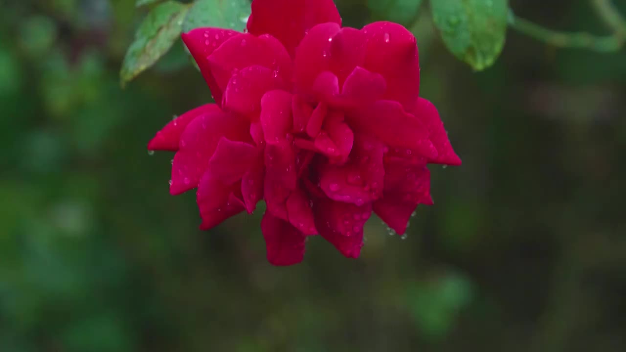 雨水滴落盛开的红玫瑰月季慢镜影片视频素材