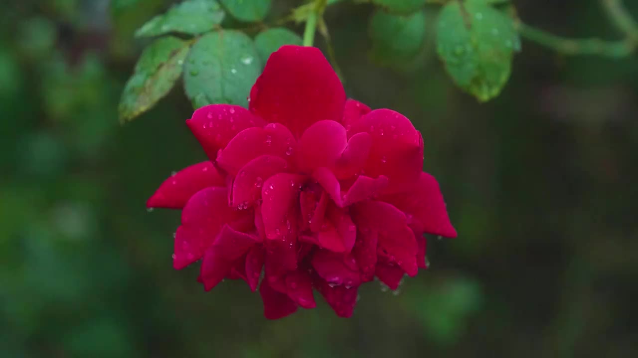 雨水滴落盛开的红玫瑰月季慢镜影片视频素材