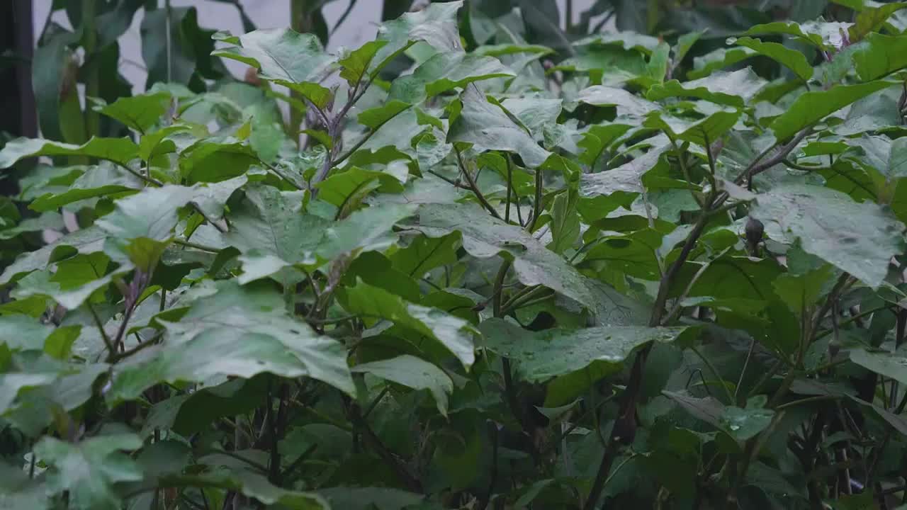 下雨滴落在生长的茄子慢镜影片视频素材