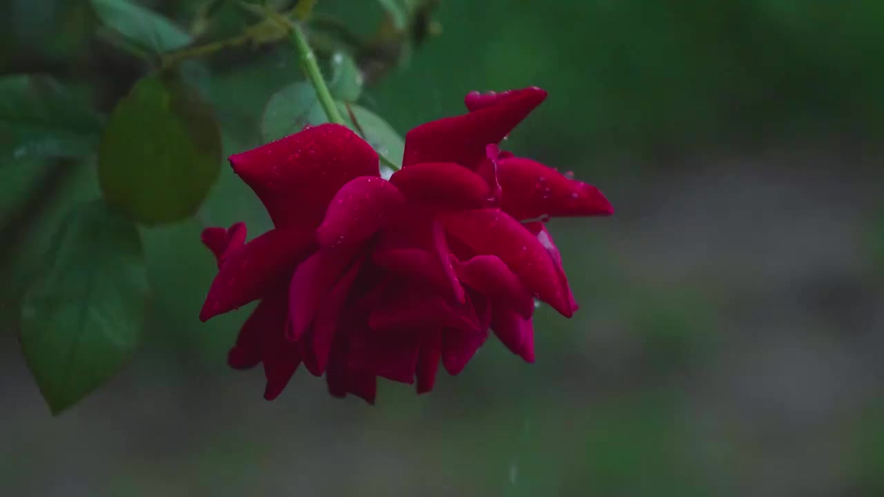 雨水滴落盛开的红玫瑰月季慢镜影片视频素材