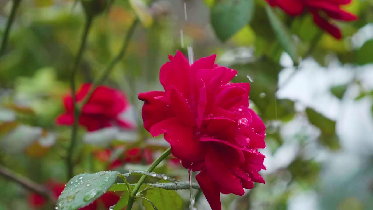 雨水滴落盛开的红玫瑰月季慢镜影片视频素材