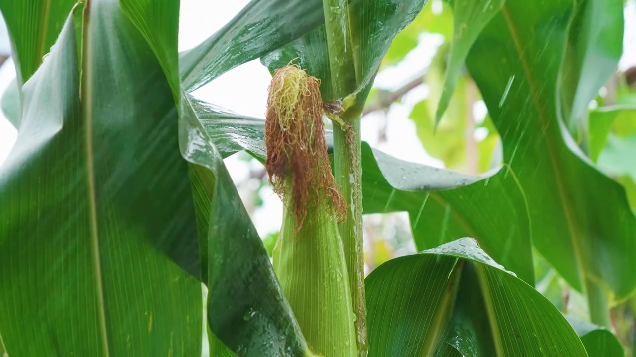 夏天雨水浇灌玉米地苞谷茂盛生长特写影片视频素材