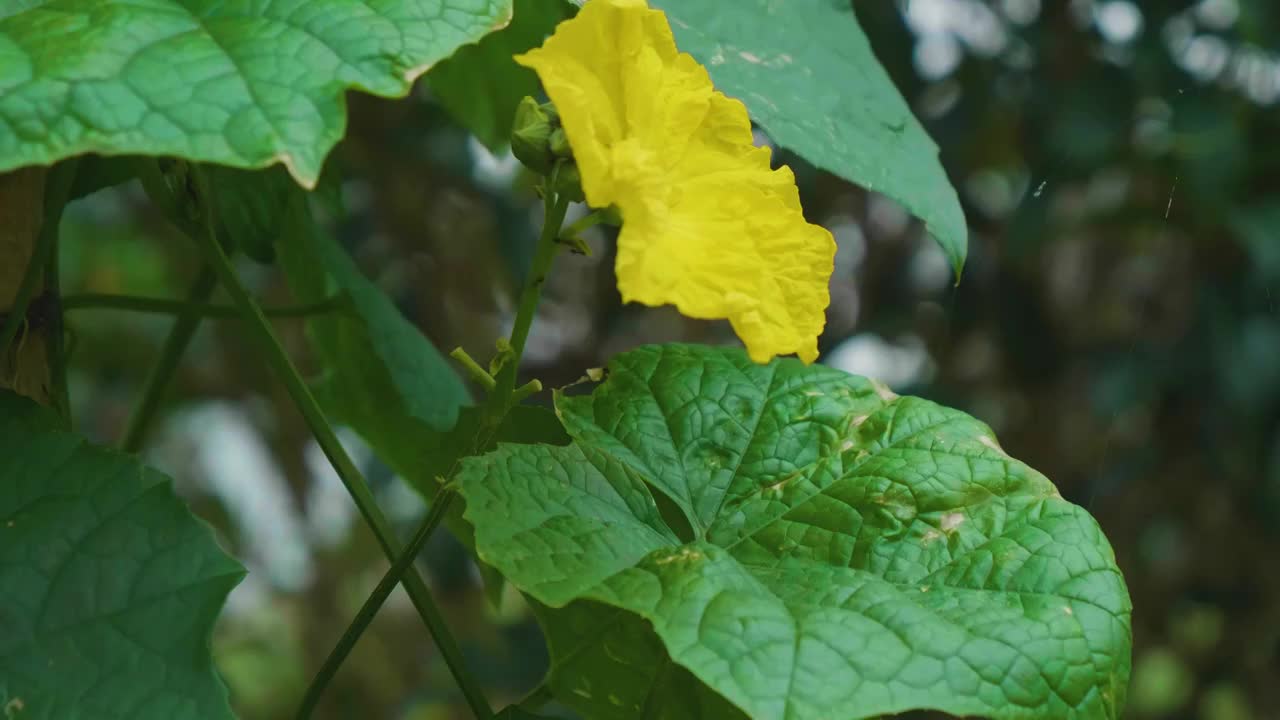 夏天下雨中的丝瓜藤蔓开花视频素材