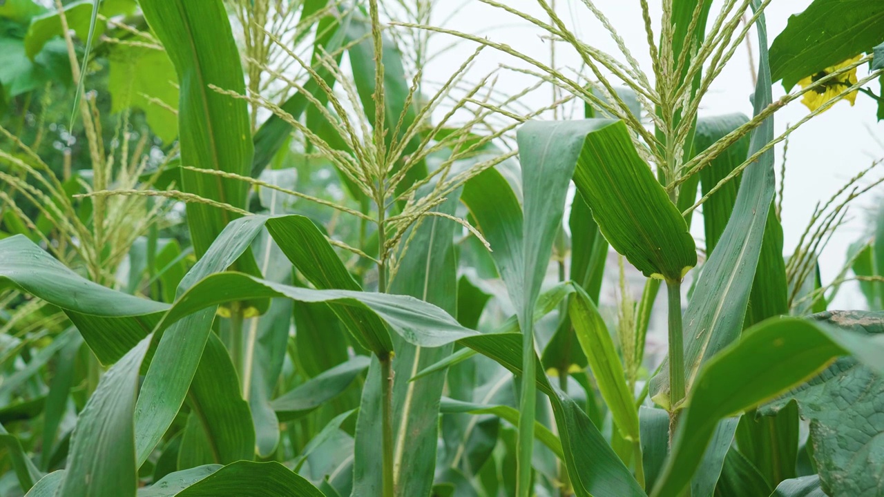 夏天雨水浇灌玉米地苞谷茂盛生长特写影片视频素材