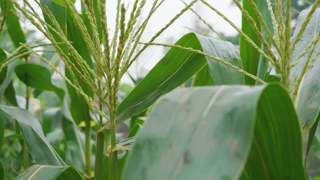 夏天雨水浇灌玉米地苞谷茂盛生长特写影片视频素材