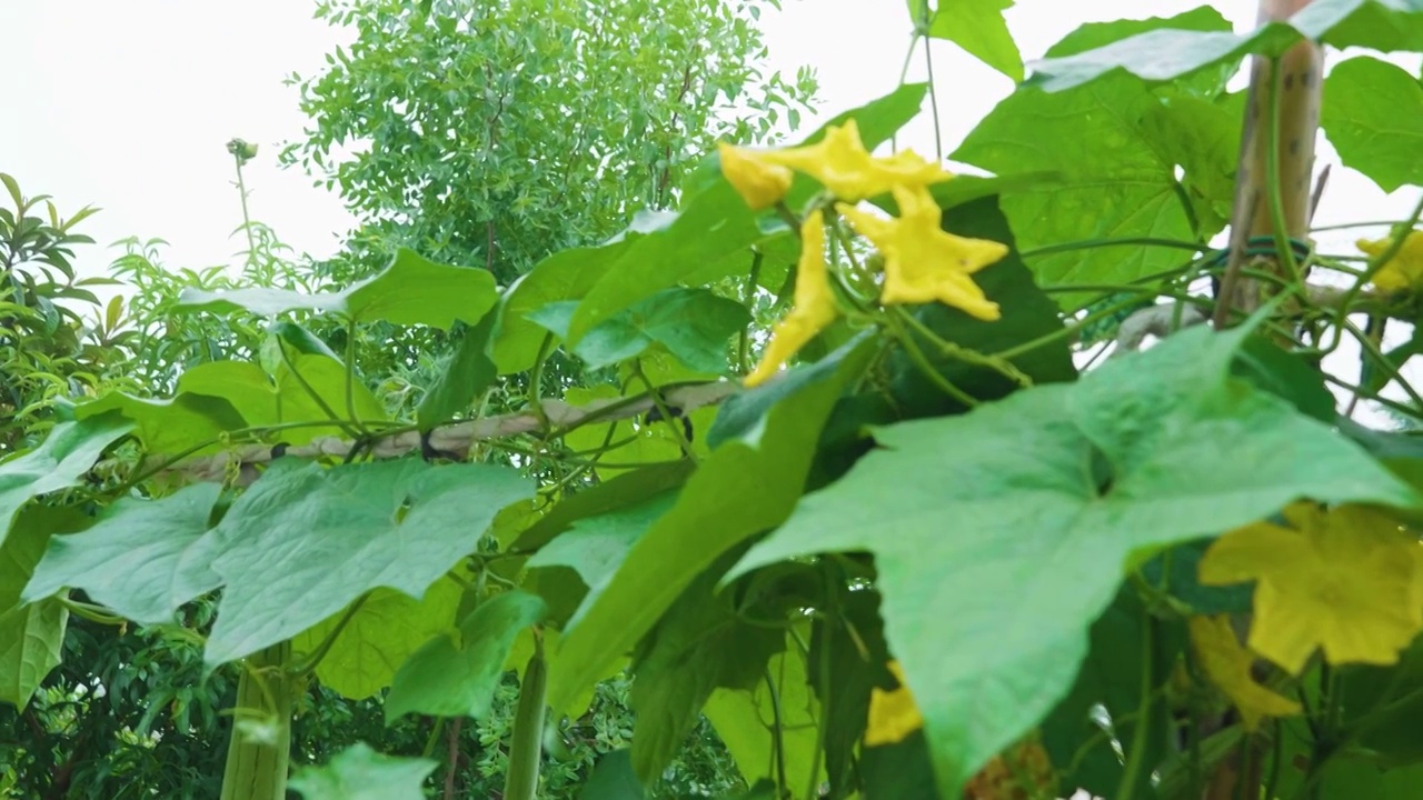 夏天下雨中的丝瓜藤蔓开花视频素材