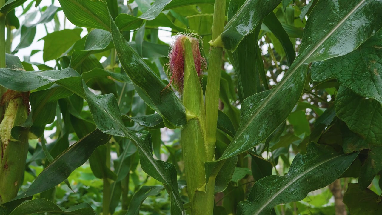 夏天雨水浇灌玉米地苞谷茂盛生长特写影片视频素材