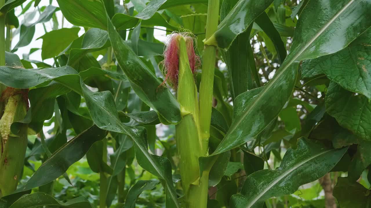 夏天雨水浇灌玉米地苞谷茂盛生长特写影片视频素材