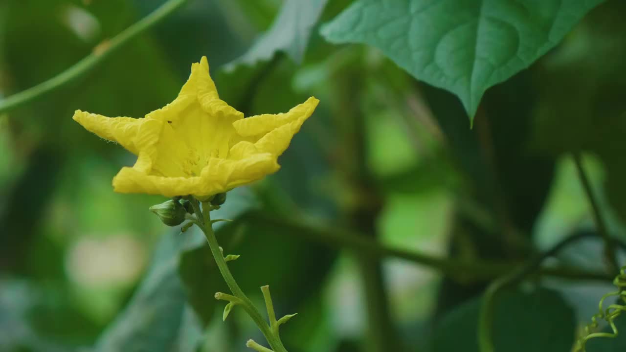 夏天下雨中的丝瓜藤蔓开花视频素材