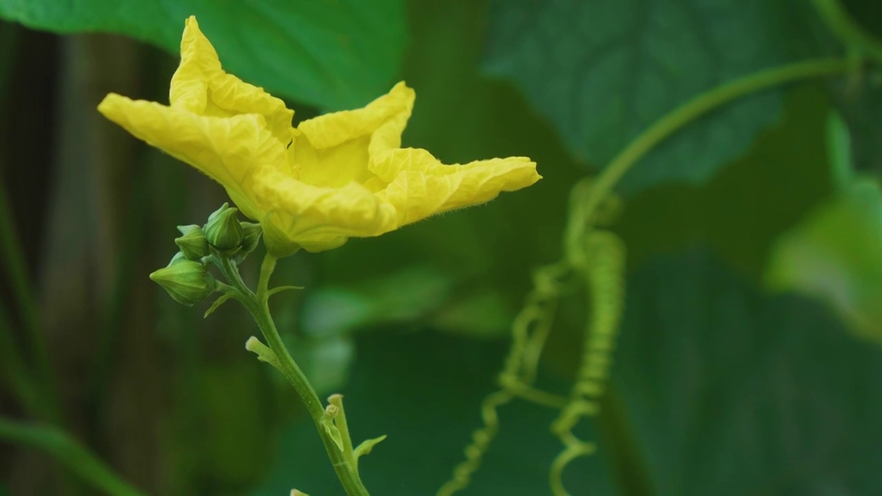 夏天下雨中的丝瓜藤蔓开花视频素材