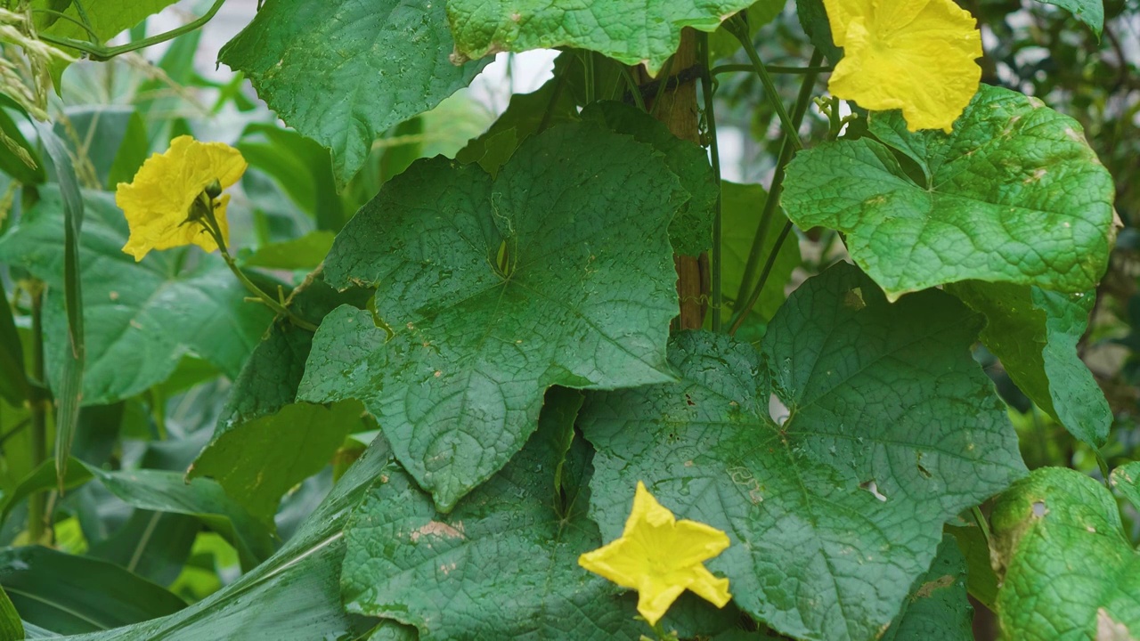 夏天下雨中的丝瓜藤蔓开花视频素材