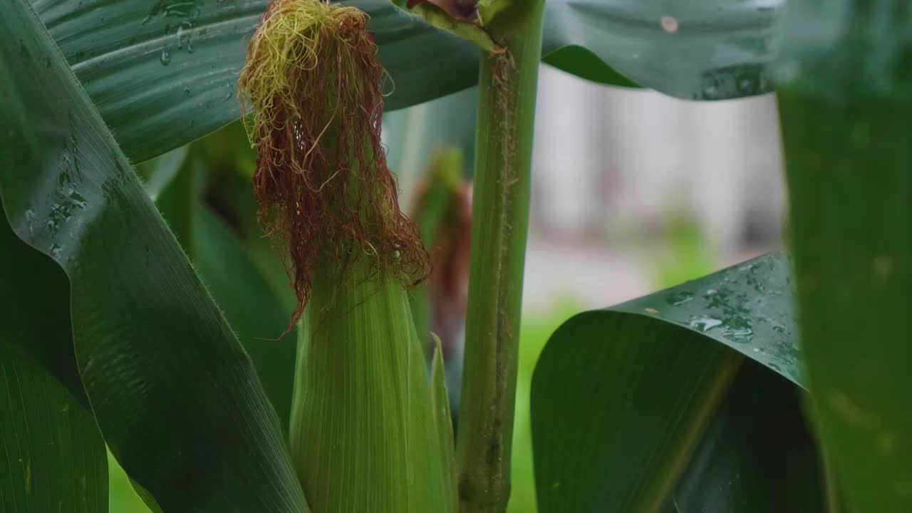 夏天雨水浇灌玉米地苞谷茂盛生长特写影片视频素材