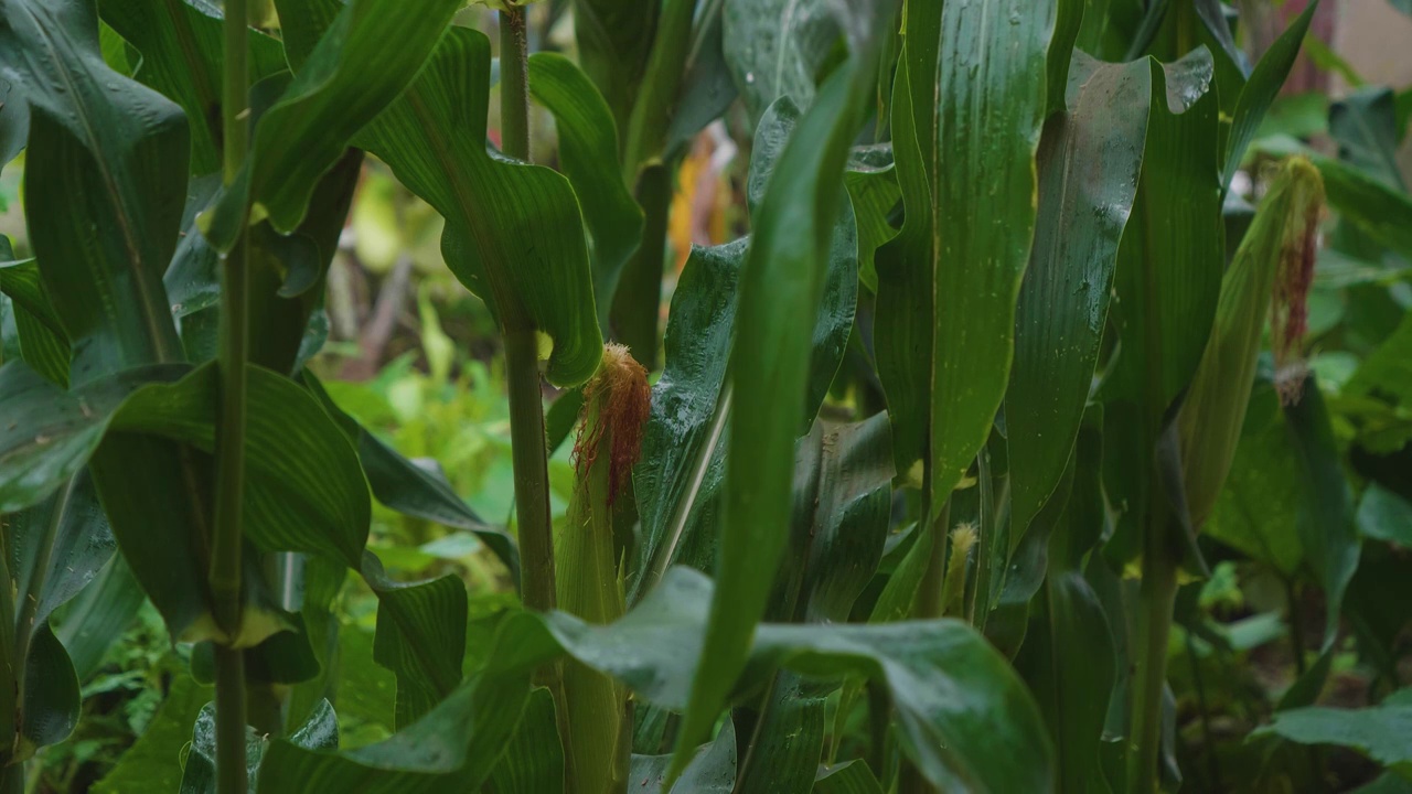 夏天雨水浇灌玉米地苞谷茂盛生长特写影片视频素材