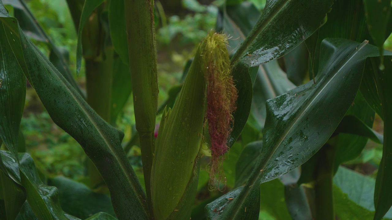 夏天雨水浇灌玉米地苞谷茂盛生长特写影片视频素材