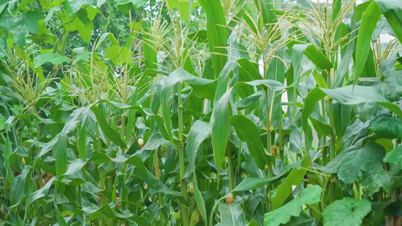 夏天雨水浇灌玉米地苞谷茂盛生长特写影片视频素材