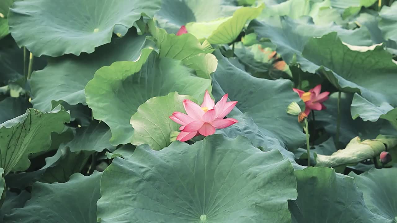 茂盛的荷叶丛中的荷叶视频素材