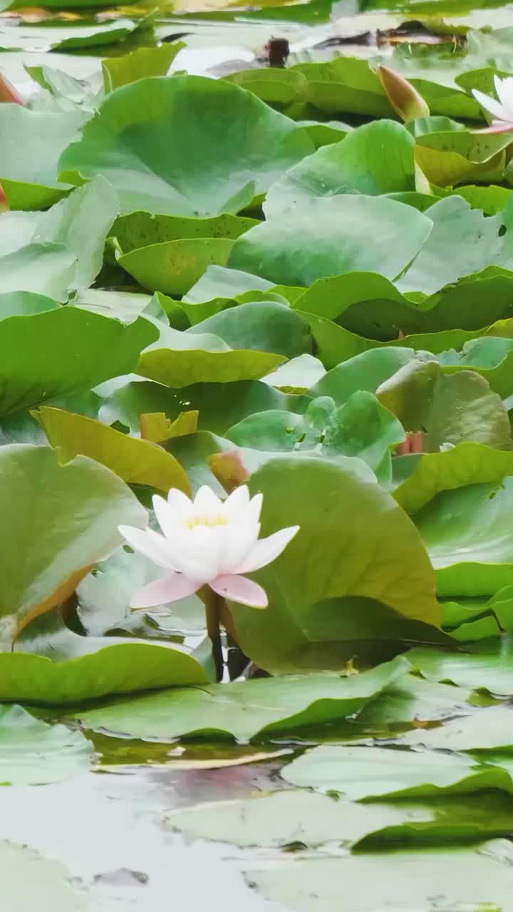 夏天水面盛开的洁白睡莲竖屏影片视频素材