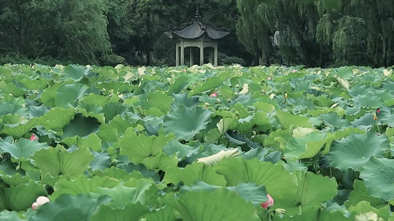 夏天风雨中荷塘的氛围感视频素材