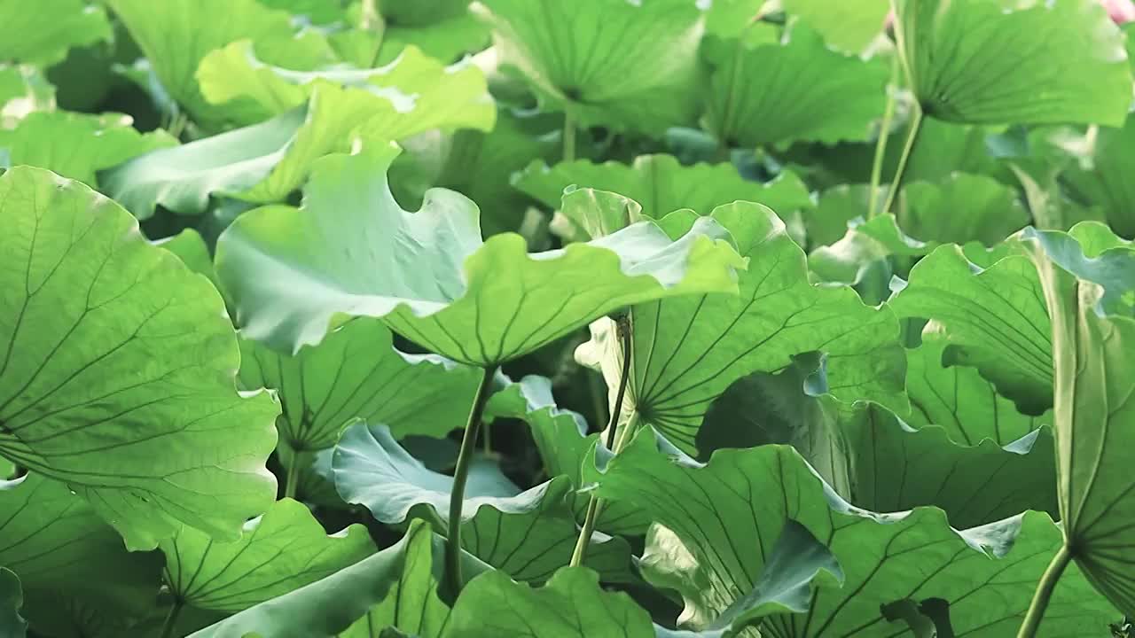 茂盛的荷叶在风中舞动的姿态视频素材