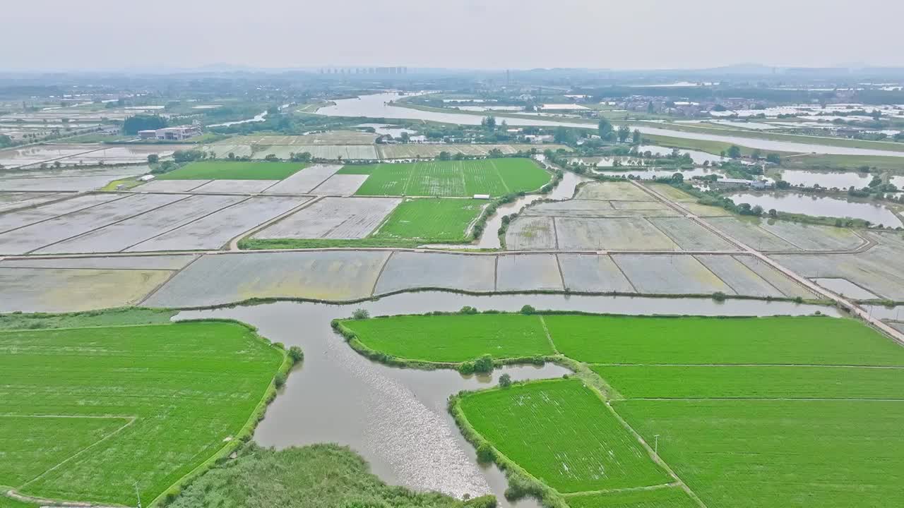 航拍夏天稻田风光视频素材