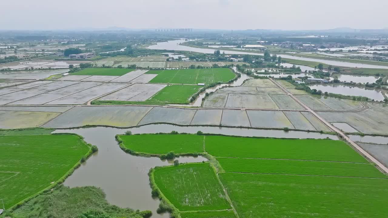 航拍夏天稻田风光视频素材