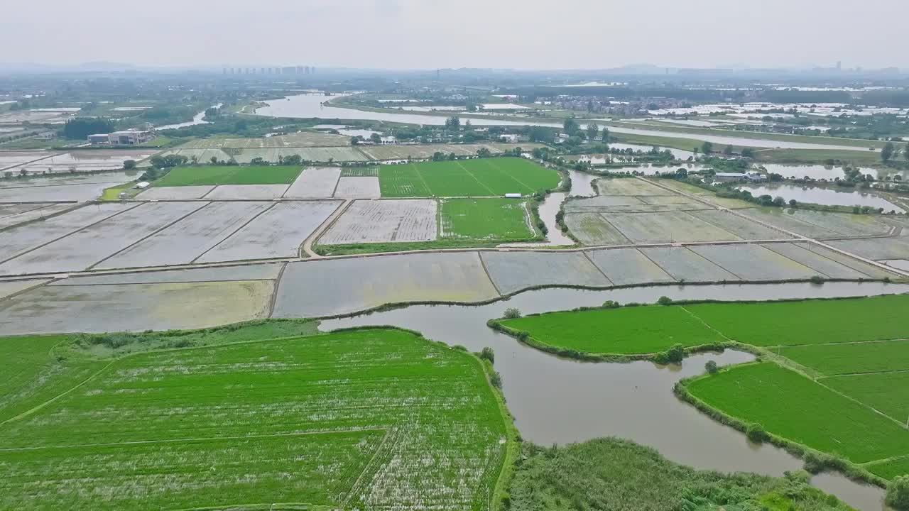 航拍夏天稻田风光视频素材