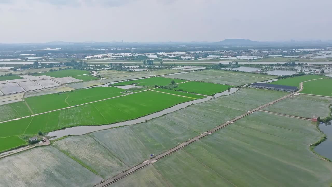 航拍夏天稻田风光视频素材