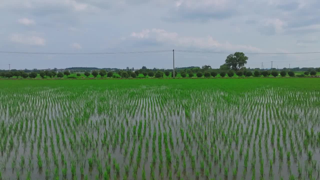 航拍夏天稻田风光视频素材