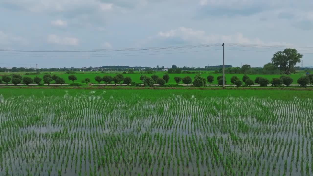 航拍夏天稻田风光视频素材