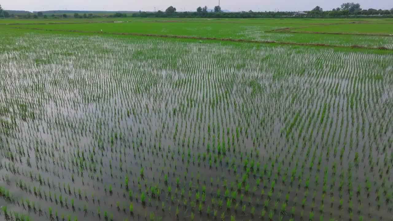 航拍夏天稻田风光视频素材