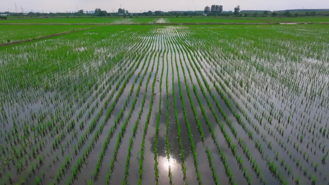 航拍夏天稻田风光视频素材