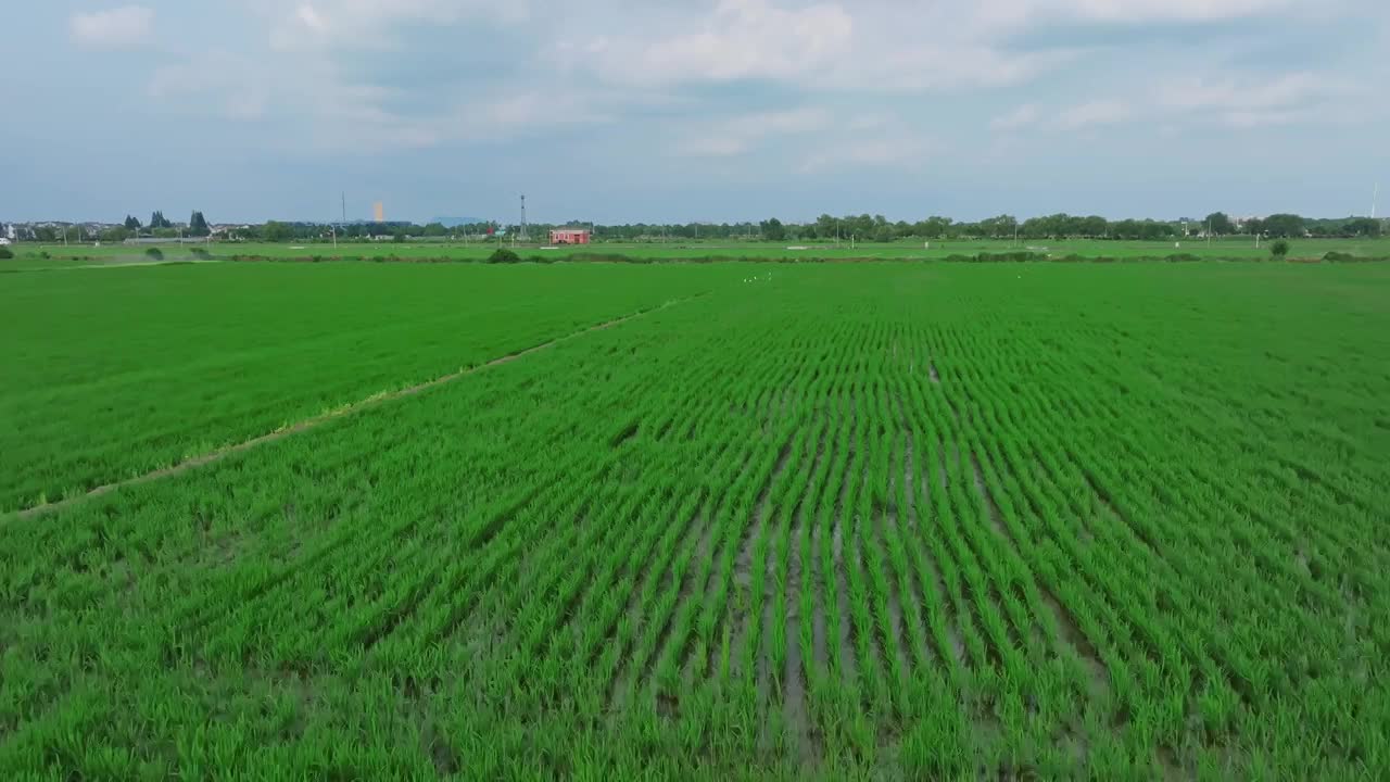 航拍夏天稻田风光视频素材