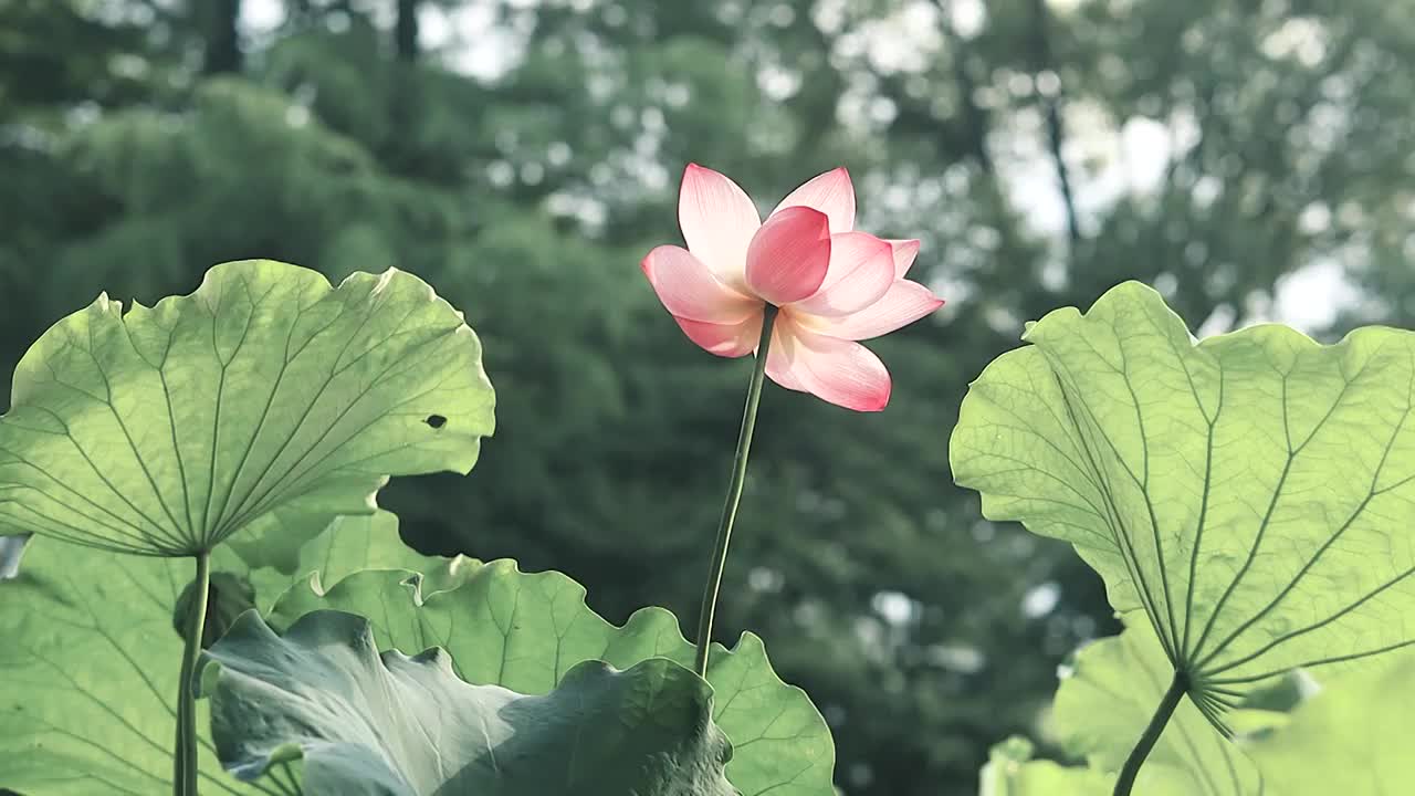 清晨的阳光阳光透过荷叶与荷花视频素材