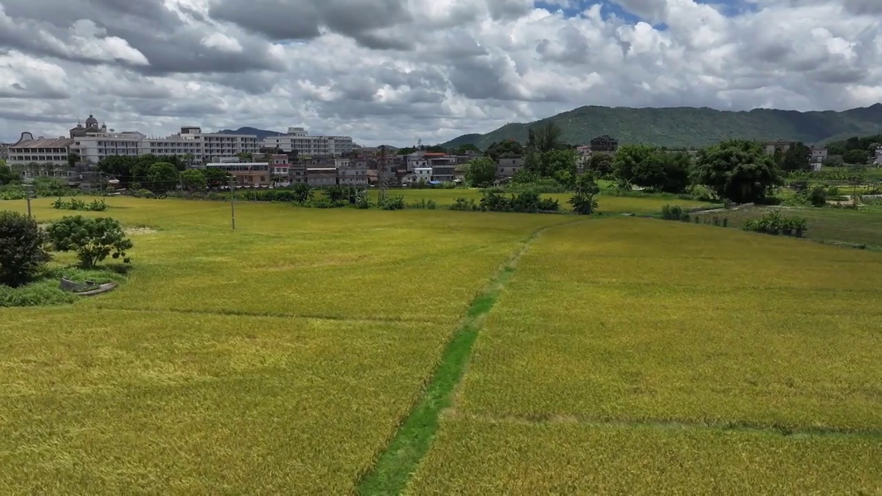 水稻收获的稻田航拍乡村振兴视频素材