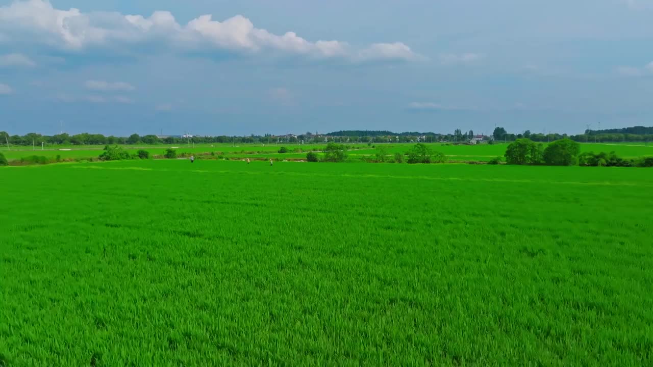 航拍夏天稻田风光视频素材