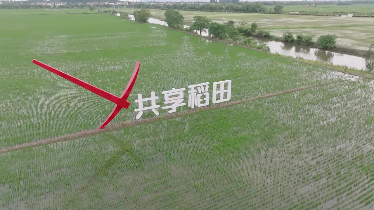 航拍夏天稻田风光视频素材