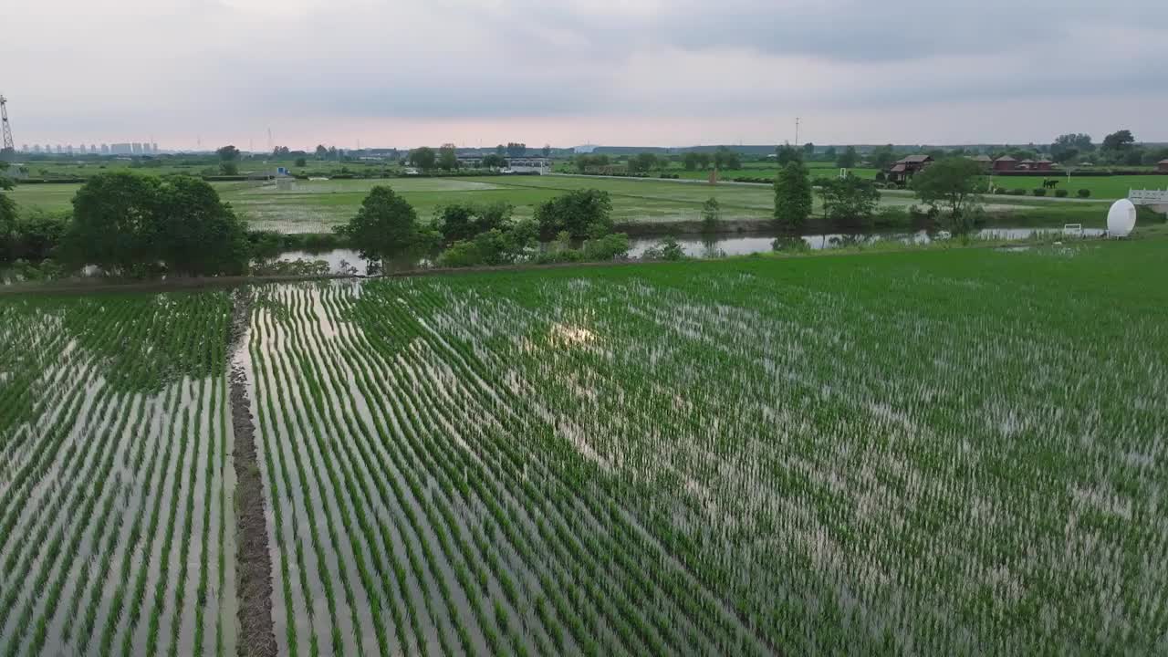 航拍夏天稻田风光视频素材