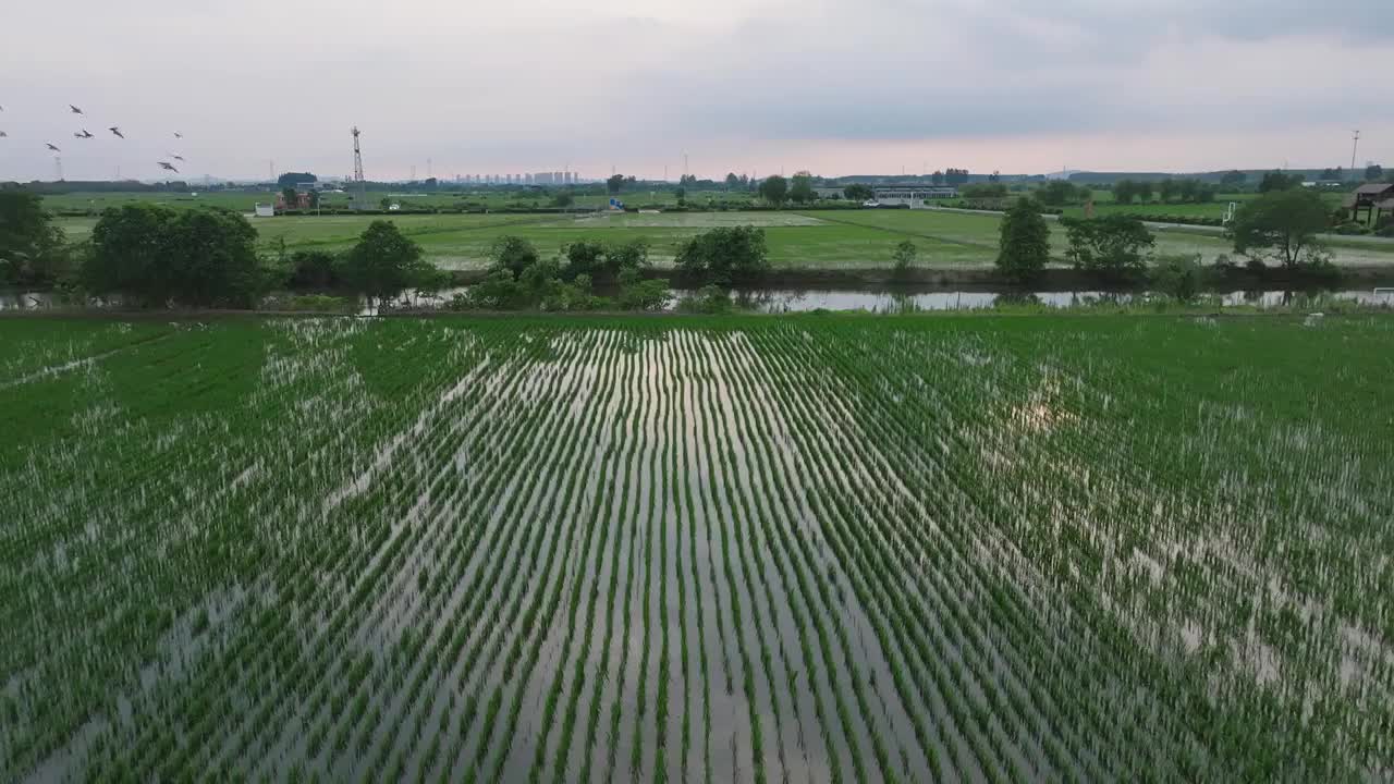 航拍夏天稻田风光视频素材