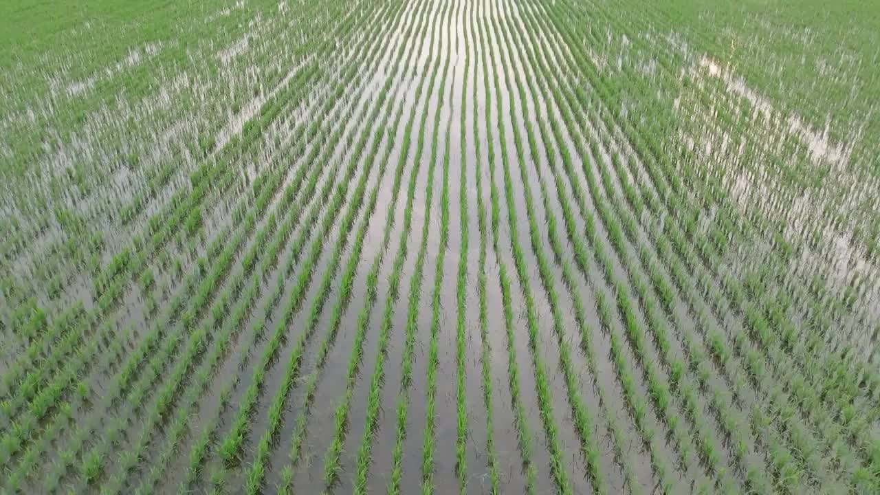 航拍夏天稻田风光视频素材