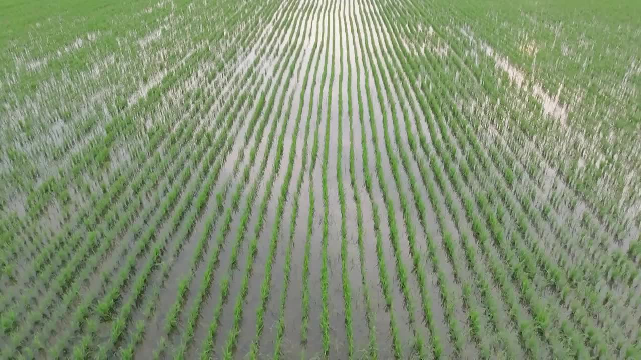 航拍夏天稻田风光视频素材