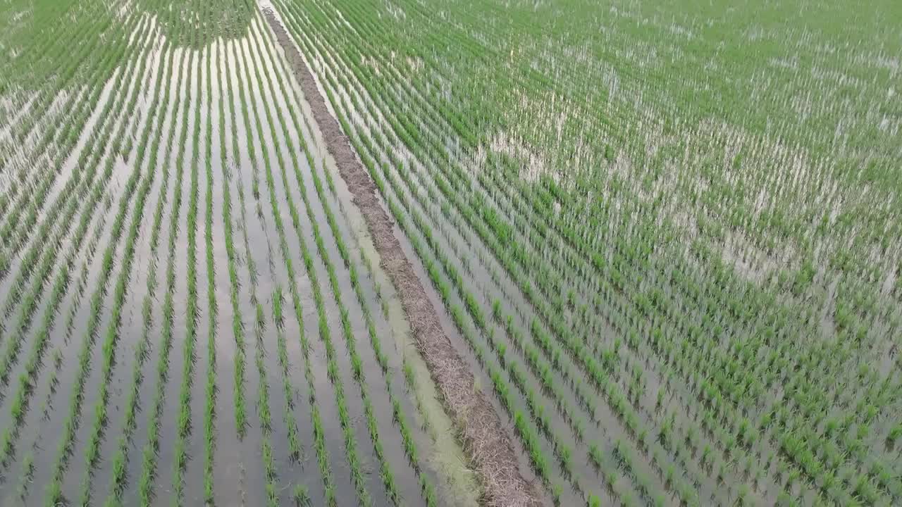 航拍夏天稻田风光视频素材