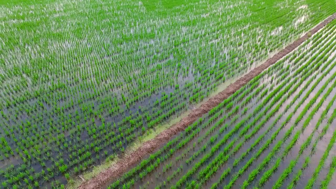 航拍夏天稻田风光视频素材