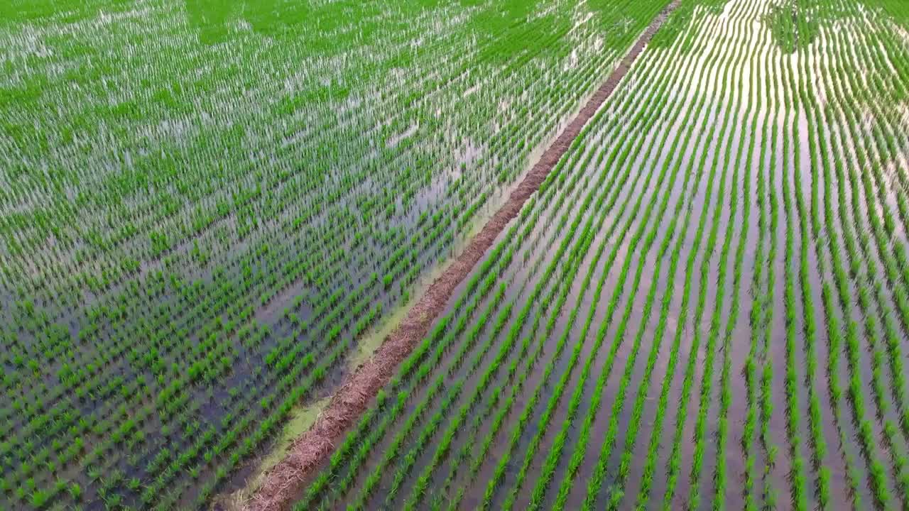 航拍夏天稻田风光视频素材