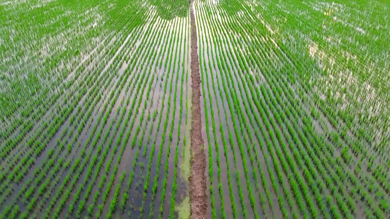 航拍夏天稻田风光视频素材