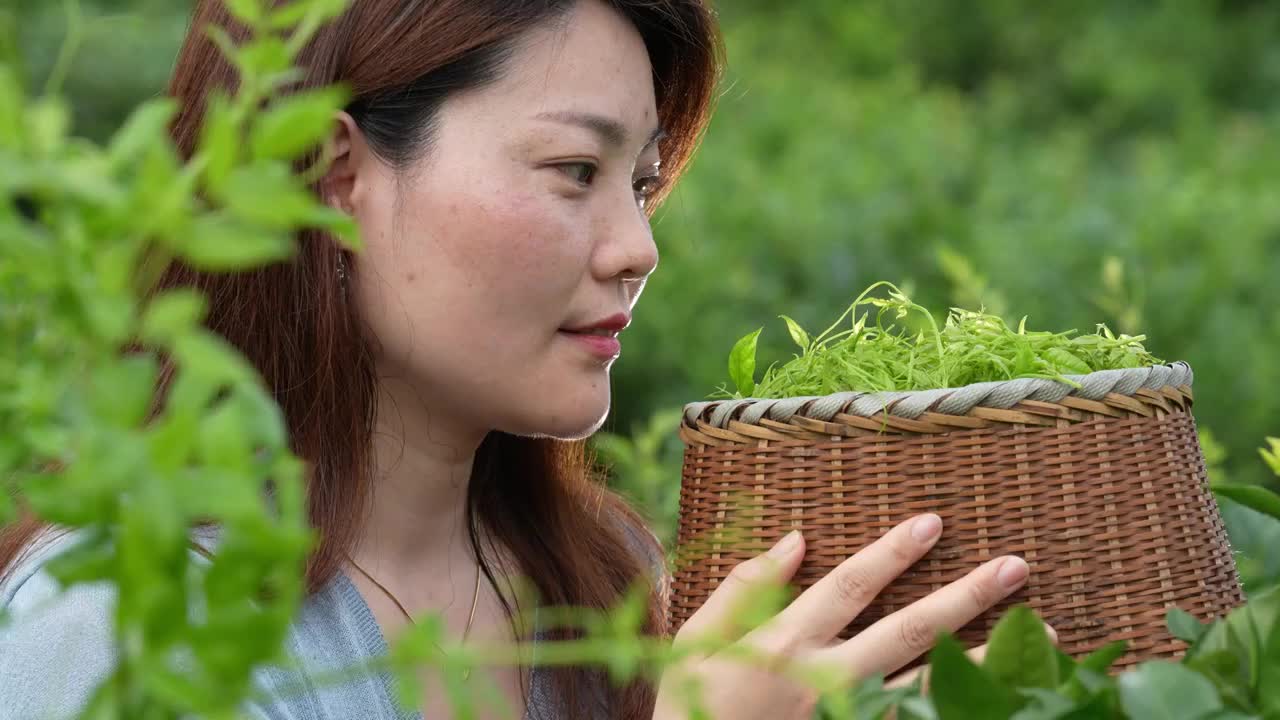 湖北建始县景阳镇大树垭村的一位妇女手捧着刚采摘的藤茶嫩叶视频素材