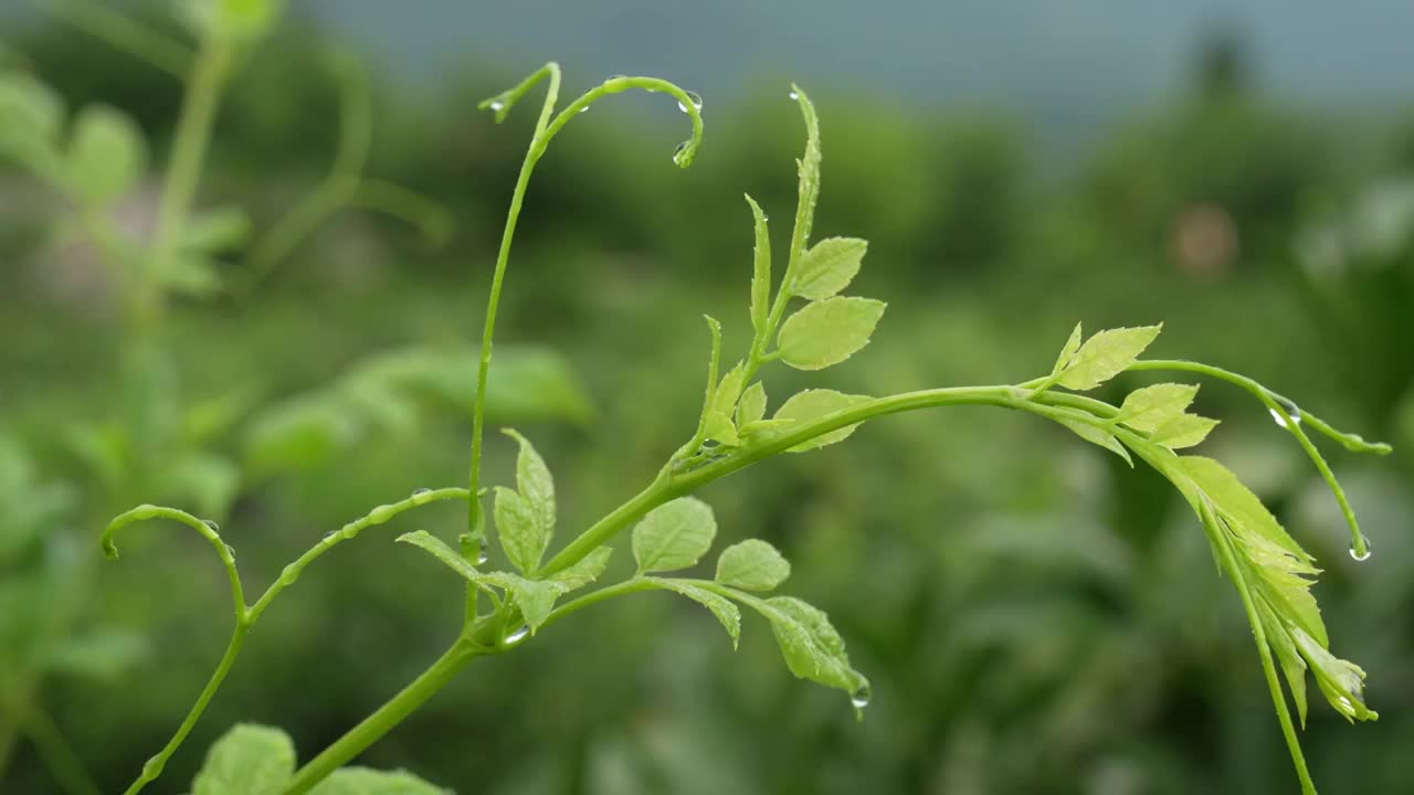 湖北恩施清江岸边建始县景阳镇人工栽培的藤茶视频素材