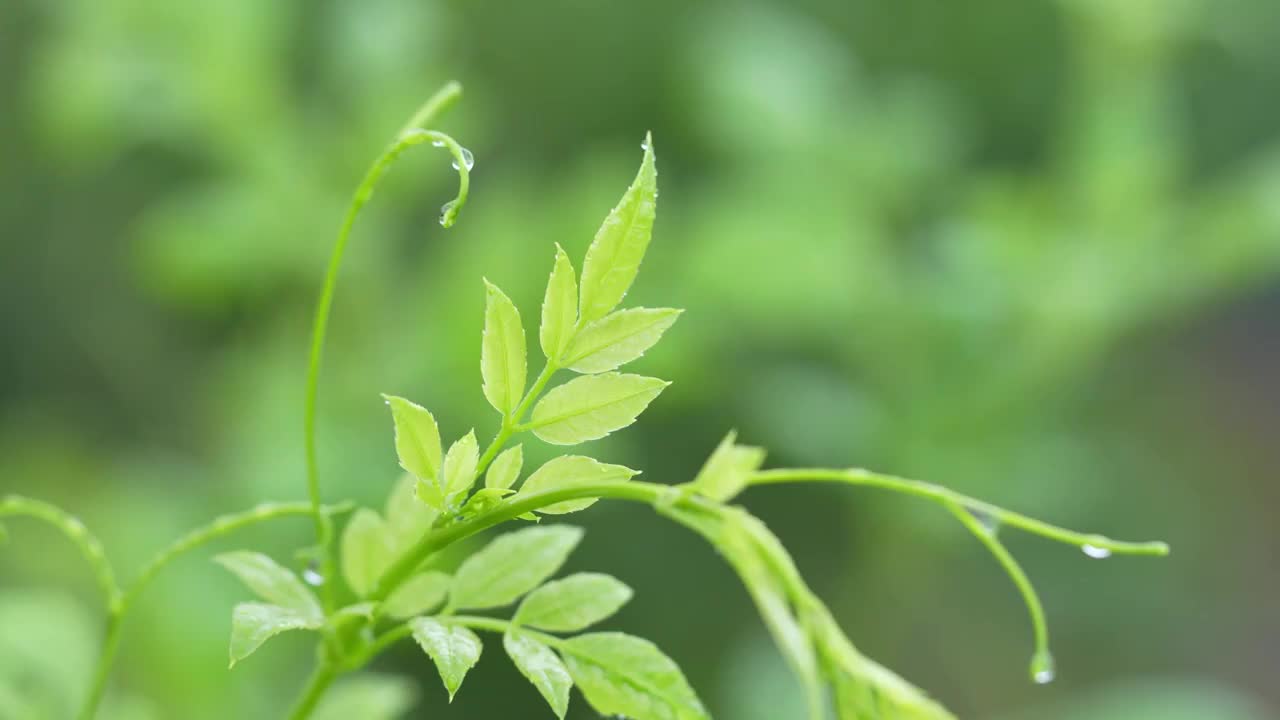 湖北恩施清江岸边建始县景阳镇人工栽培的藤茶视频素材